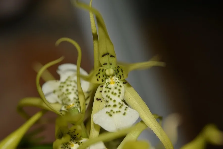 Brassia · Orquídea araña
