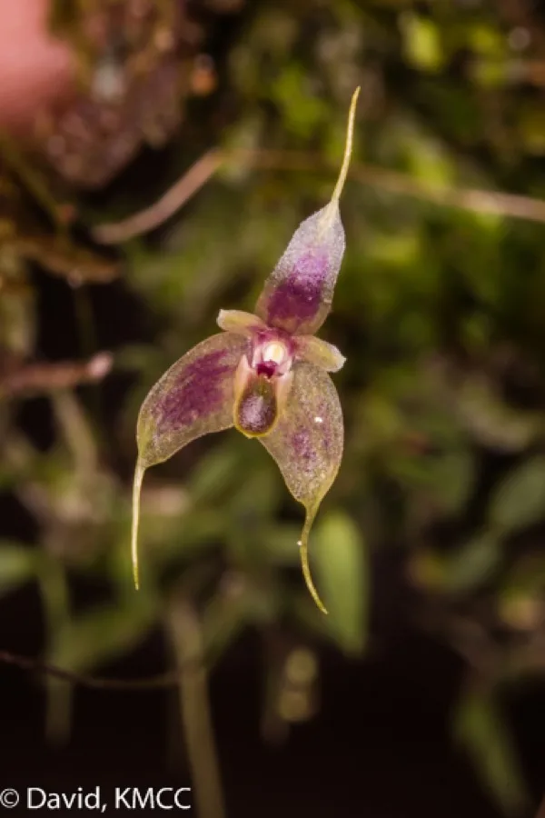 Bulbophyllum · Bulbofilo