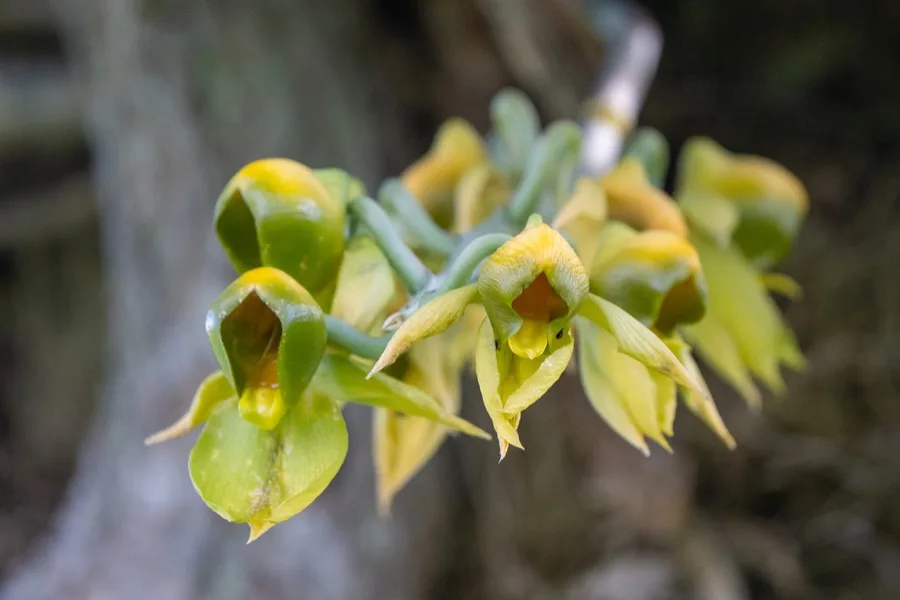 Catasetum · Catasetum