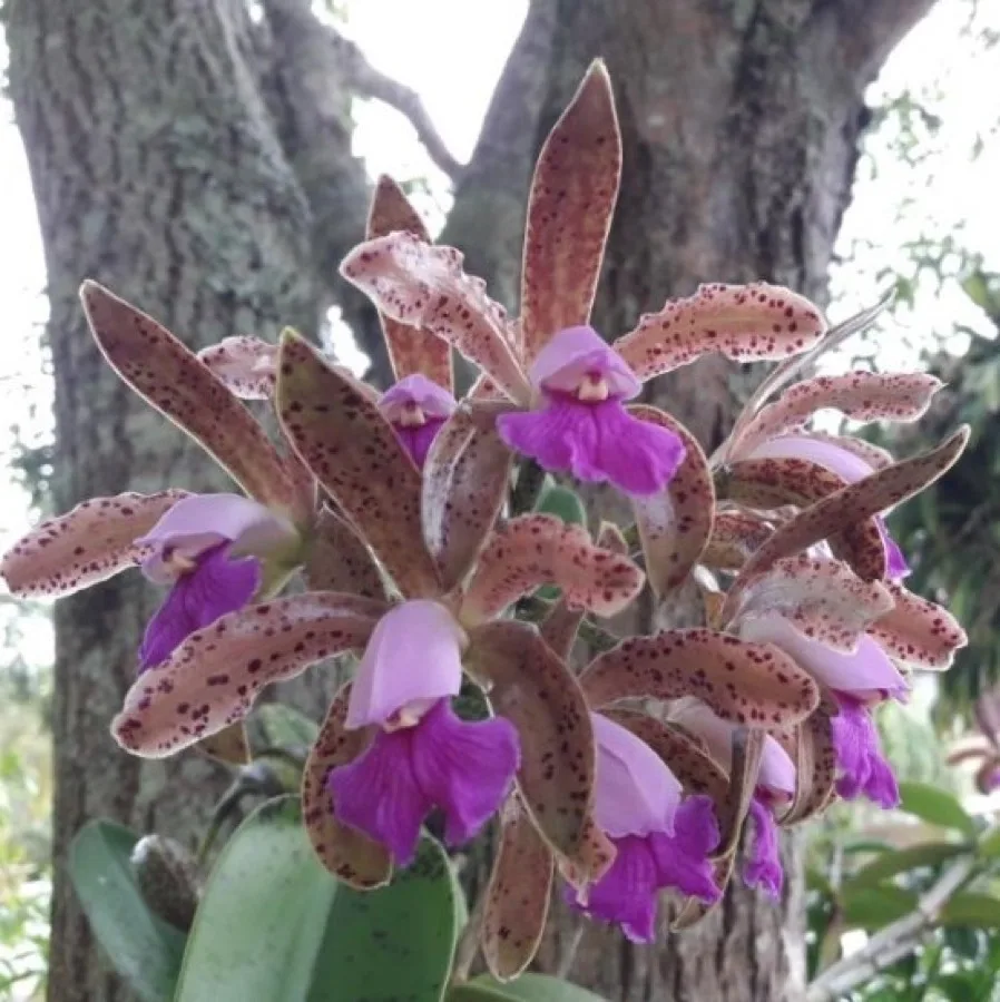 Cattleya · Orquídea corsage