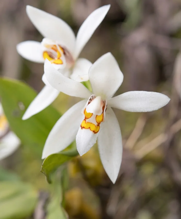 Coelogyne · Celógine