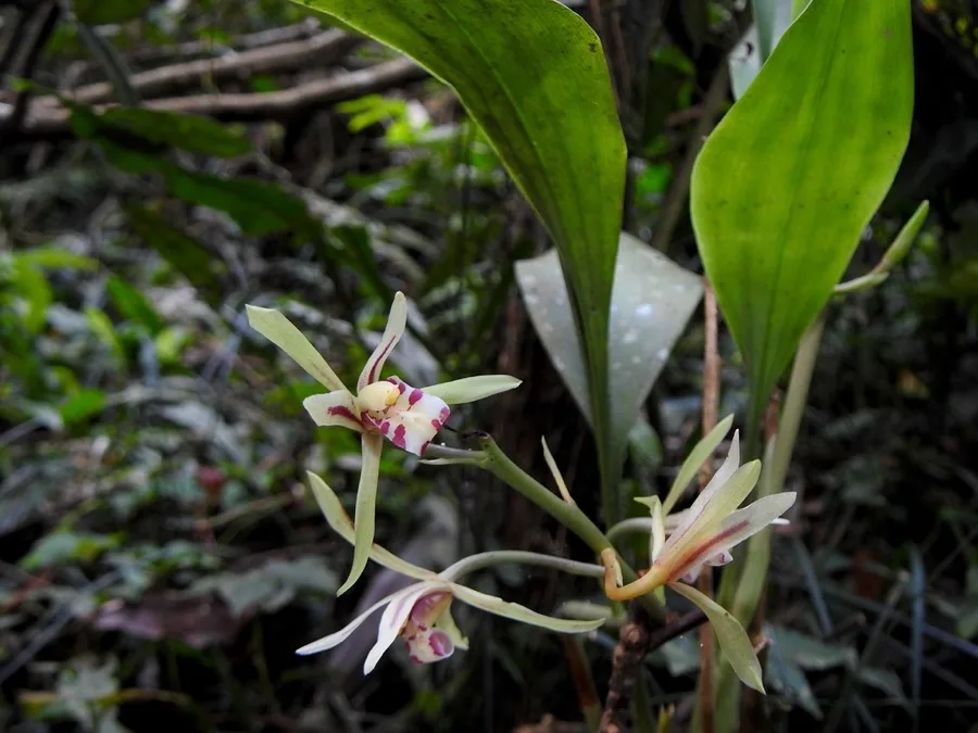 Cymbidium · Cimbidio