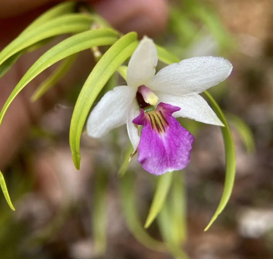 Dendrobium · Dendrobio