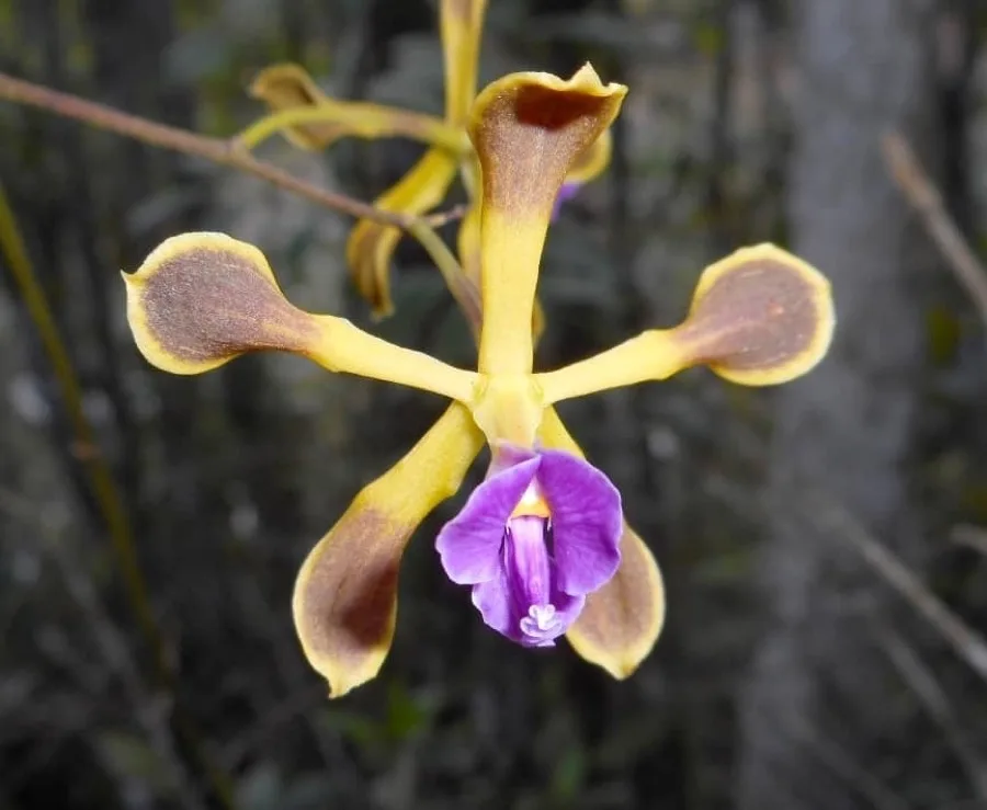 Encyclia · Orquídea pulpo