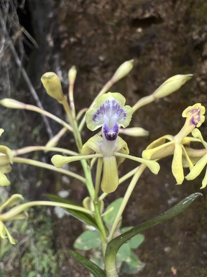 Epidendrum · Orquídea de cruz