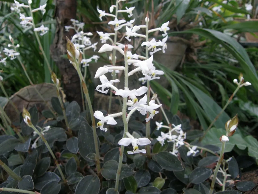 Ludisia · Orquídea joya