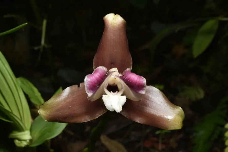 Lycaste · Lycaste