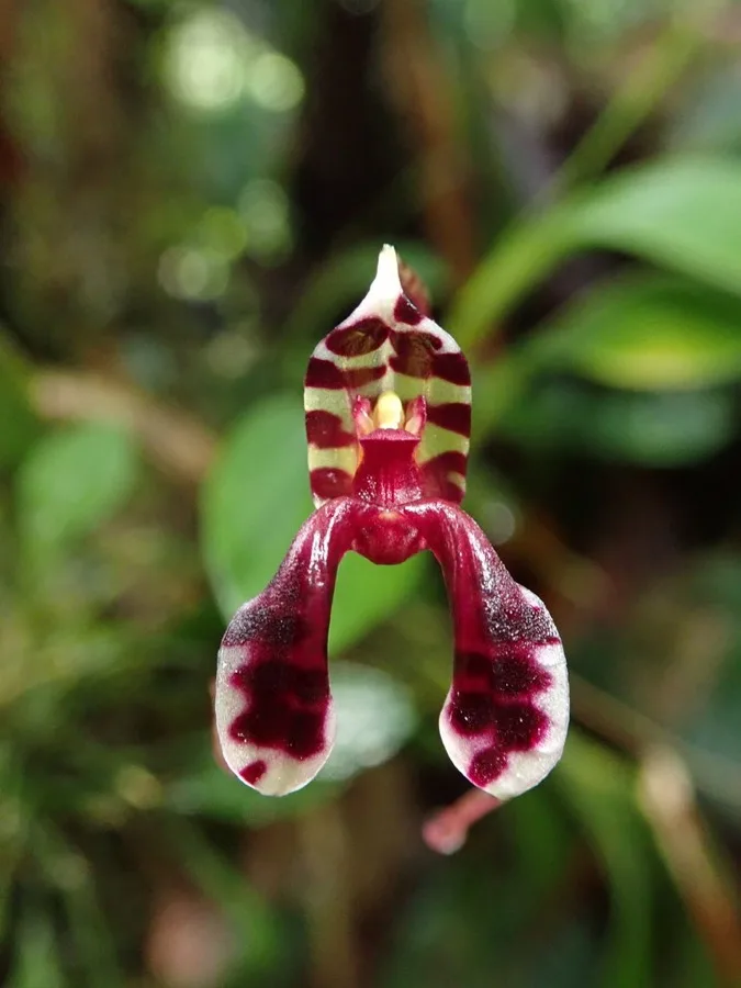 Masdevallia · Masdevalia
