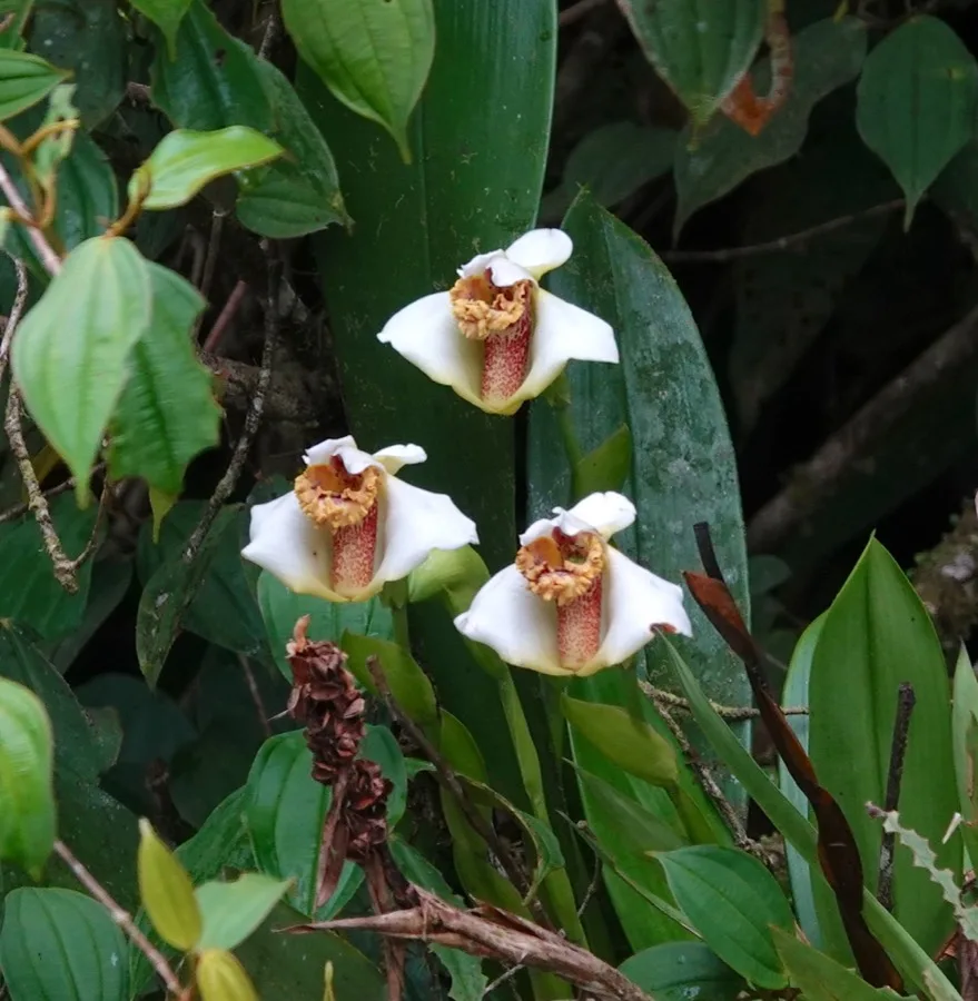 Maxillaria · Maxilaria