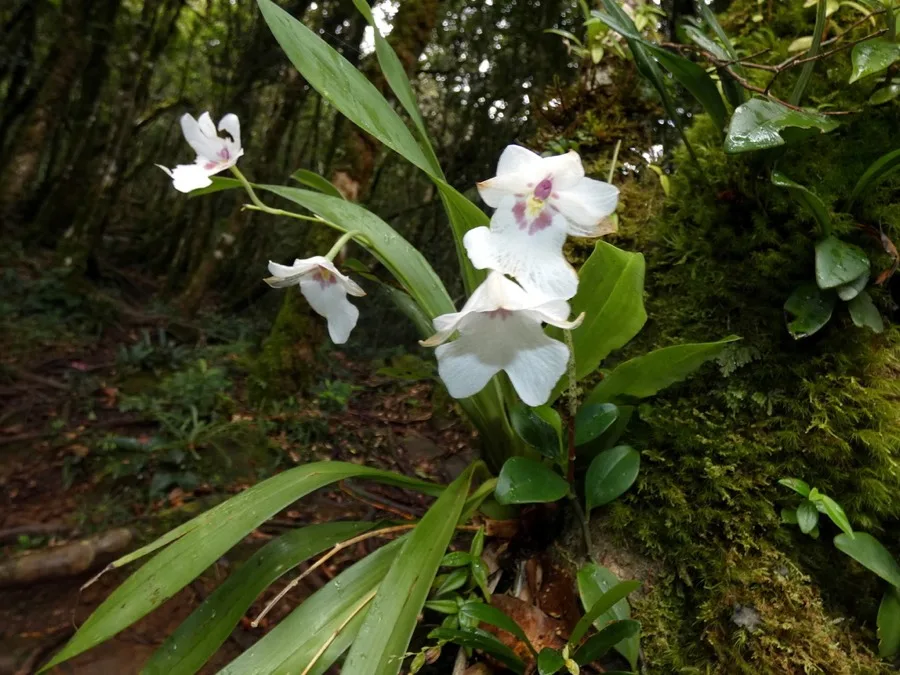Miltoniopsis · Orquídea pensamiento