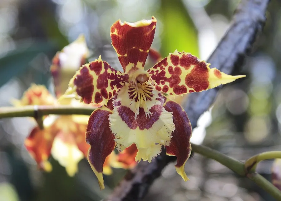 Oncidium · Lluvia de oro