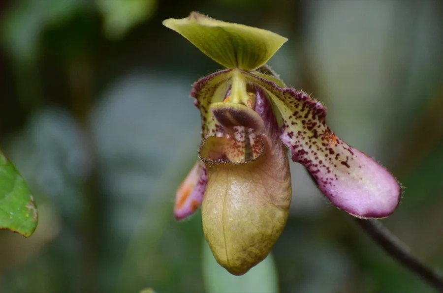 Paphiopedilum · Zapatilla de Venus