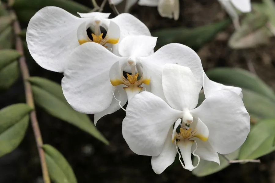 Flores blancas de una orquídea Phalaenopsis
