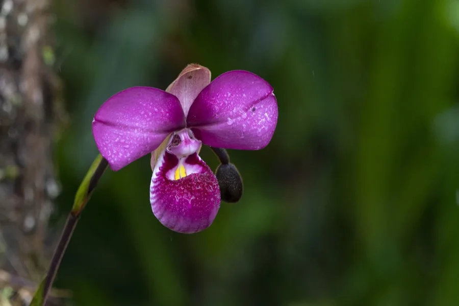 Phragmipedium · Zapatilla sudamericana