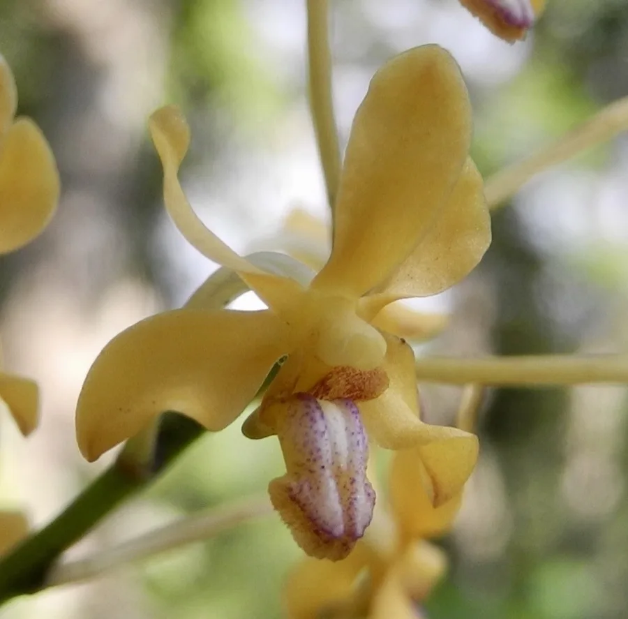 Vanda · Vanda