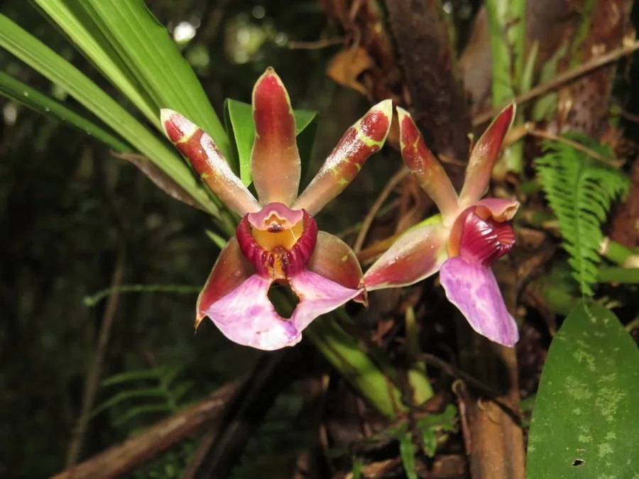 Zygopetalum · Zigopétalo