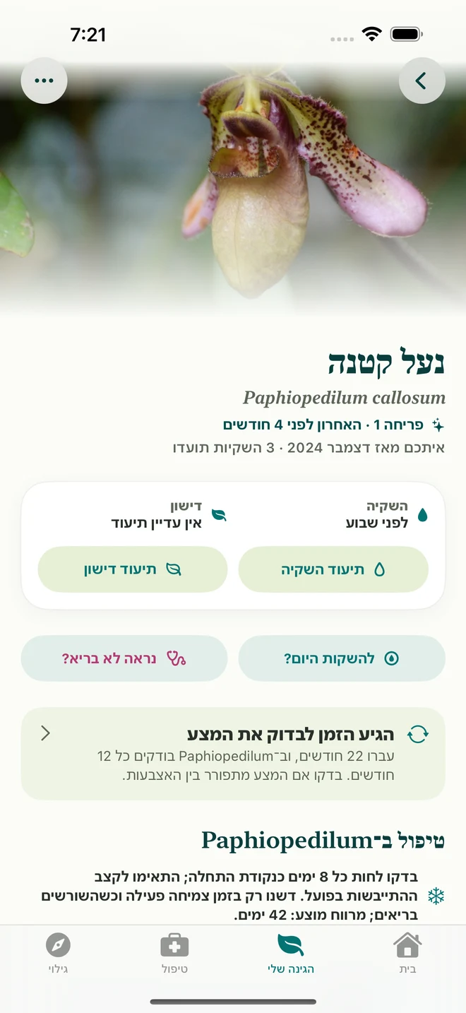 רשומה ויומן של סחלב ב־FloraFlor