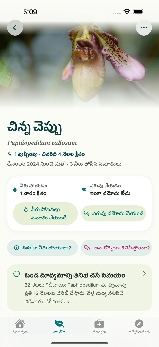 FloraFlorలో ఆర్కిడ్ నమోదు, డైరీ